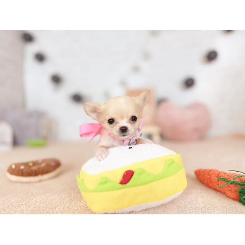 販売中の北海道のチワワ(ロングコート)-426196の5枚目