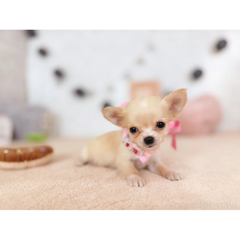 販売中の北海道のチワワ(ロングコート)-426196の4枚目