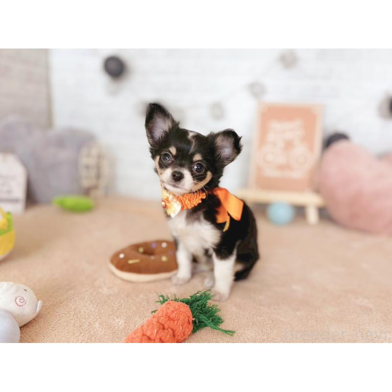 販売中の北海道のチワワ(ロングコート)-426198の5枚目