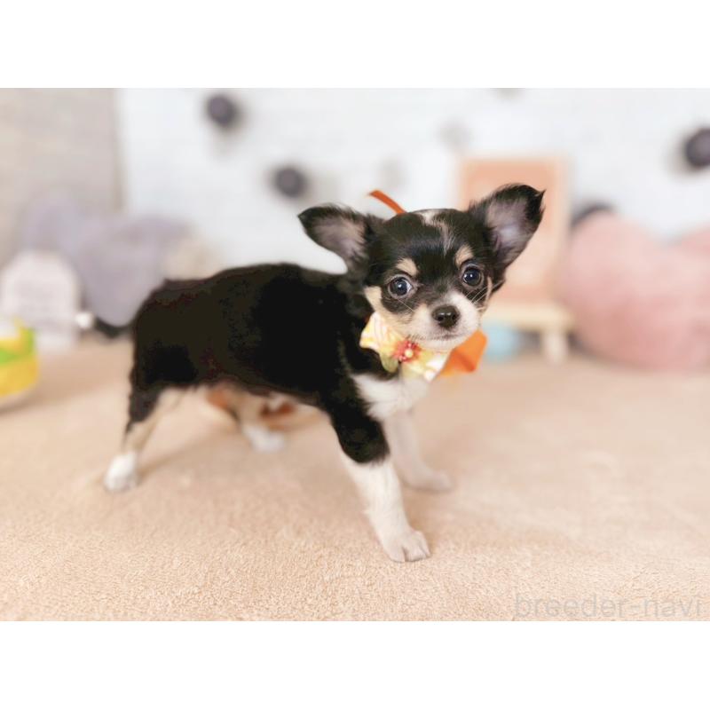 販売中の北海道のチワワ(ロングコート)-426198の4枚目