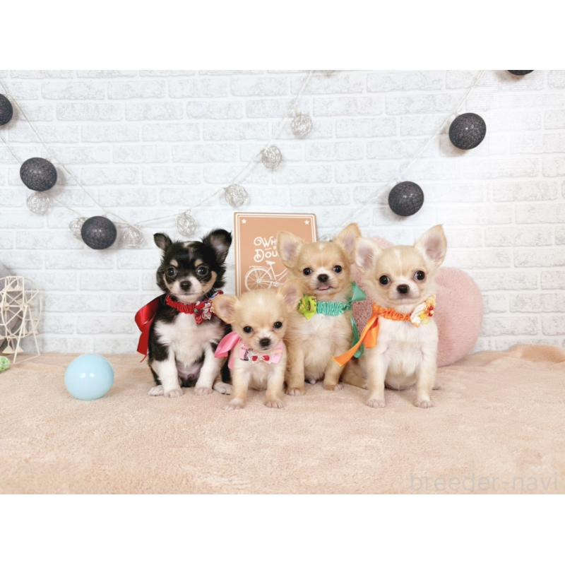 販売中の北海道のチワワ(ロングコート)-426198の2枚目