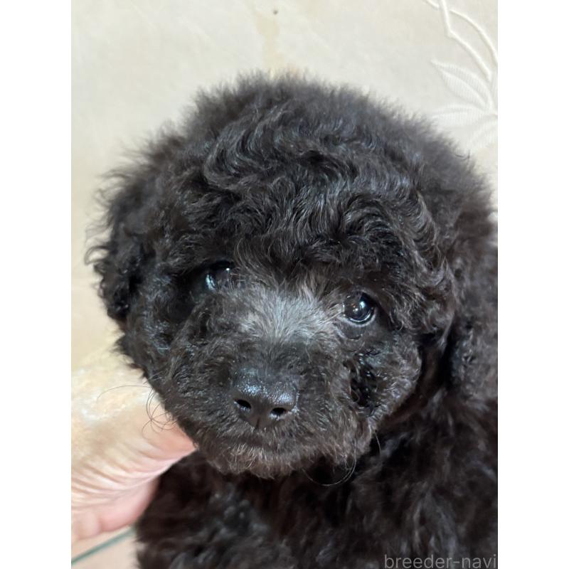 販売中の宮崎県のトイプードル-426203の3枚目