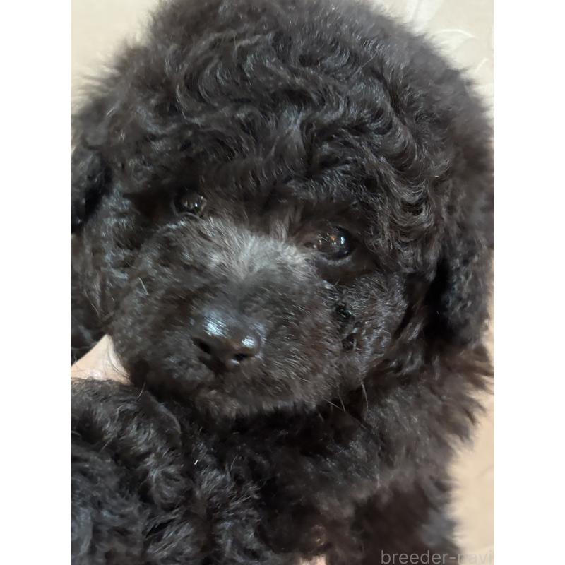 販売中の宮崎県のトイプードル-426203の2枚目