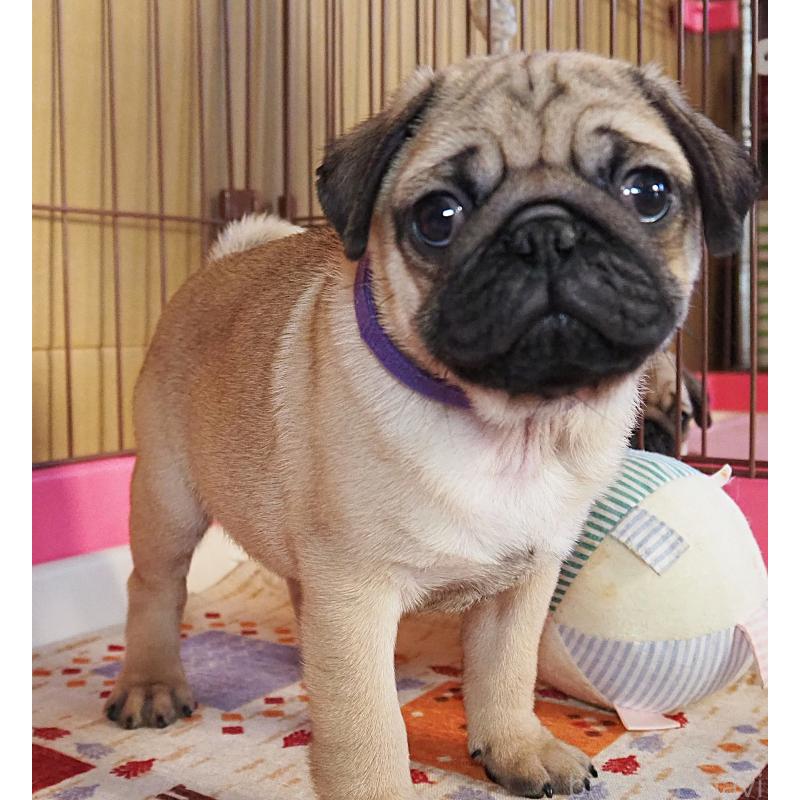 販売中の茨城県のパグ-426201の5枚目