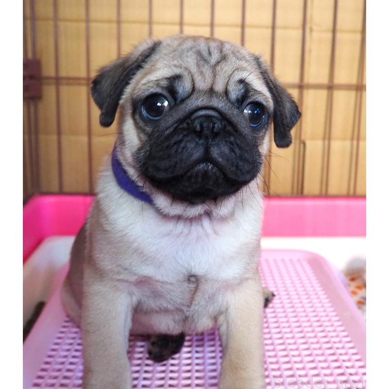販売中の茨城県のパグ-426201の4枚目