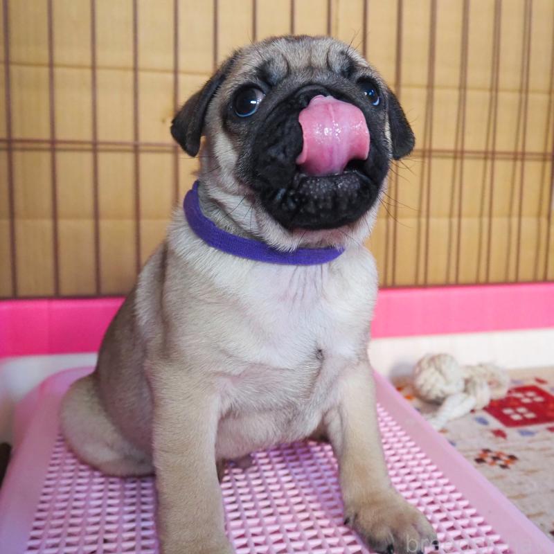 販売中の茨城県のパグ-426201の3枚目