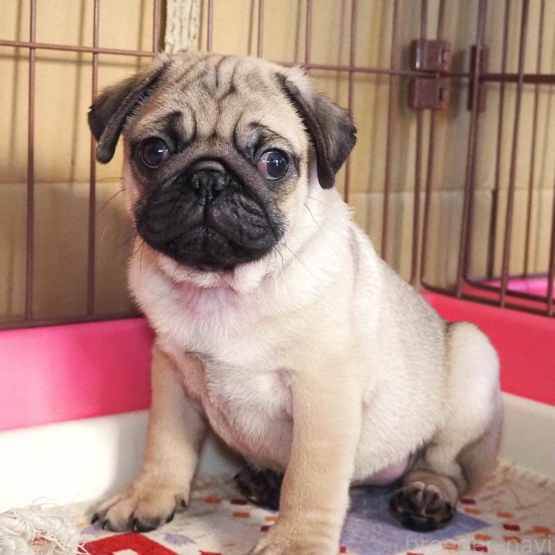 販売中の茨城県のパグ-426201の2枚目