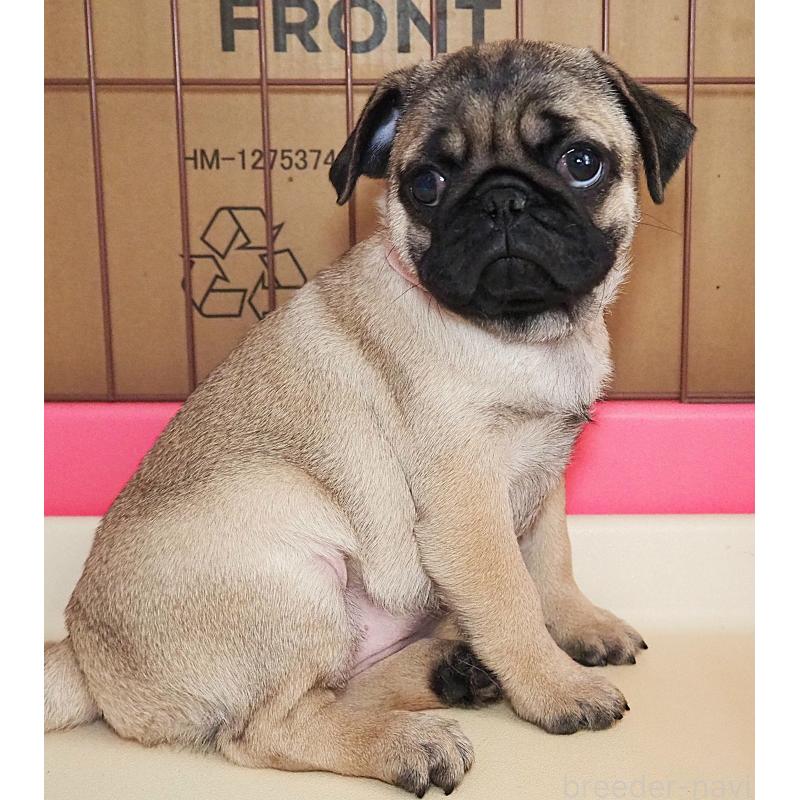 販売中の茨城県のパグ-426202の5枚目