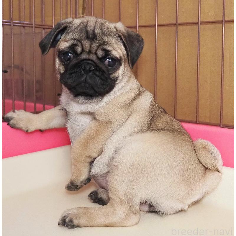 販売中の茨城県のパグ-426202の3枚目