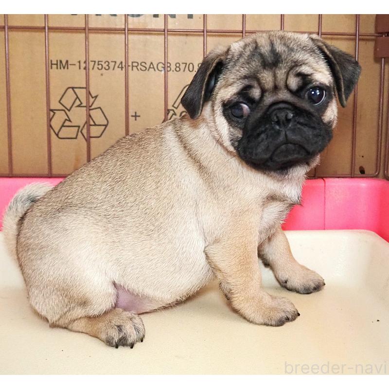 販売中の茨城県のパグ-426202の2枚目