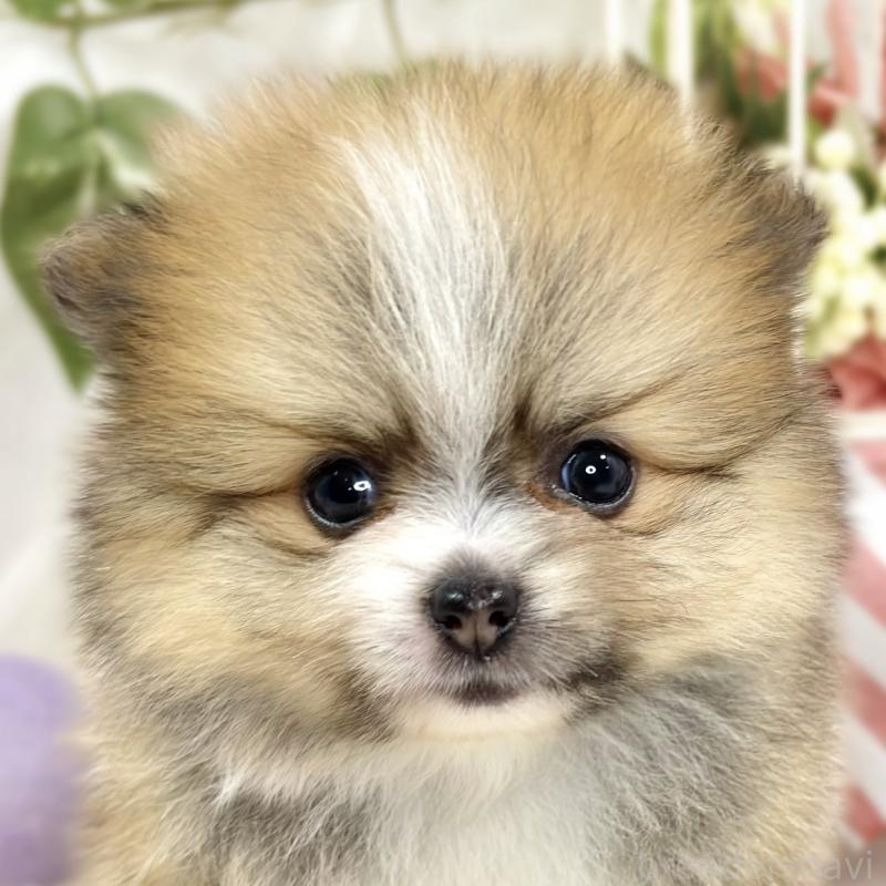 販売中の滋賀県のポメラニアン-426206の1枚目