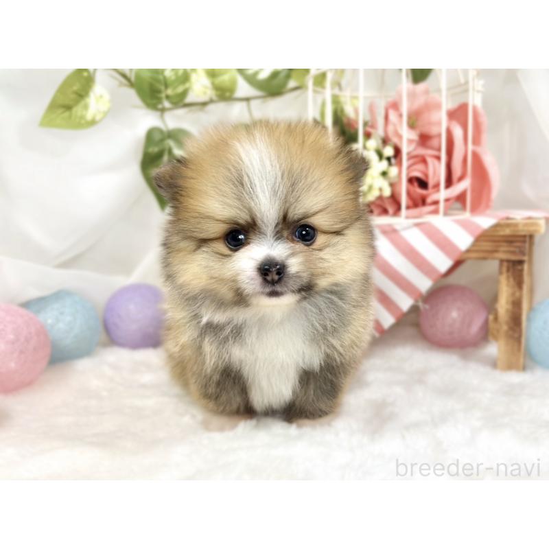 販売中の滋賀県のポメラニアン-426206の4枚目