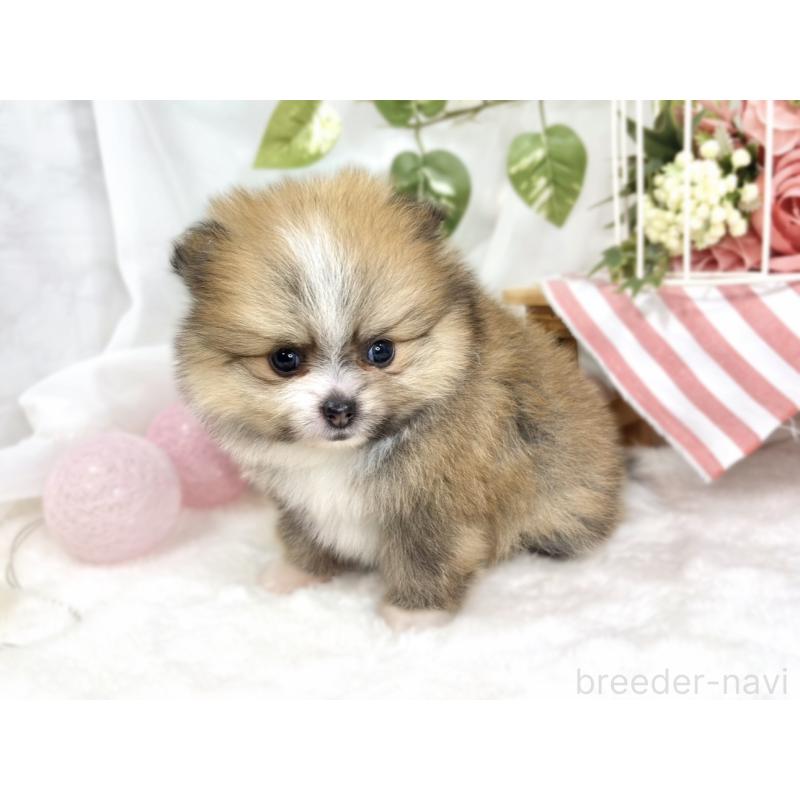 販売中の滋賀県のポメラニアン-426206の3枚目