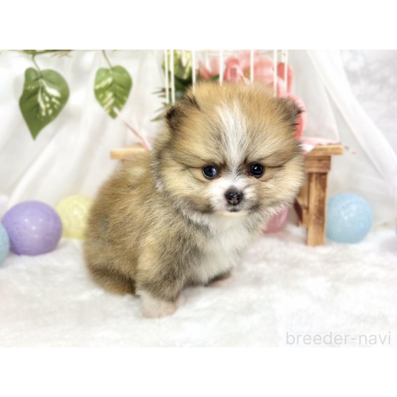 販売中の滋賀県のポメラニアン-426206の2枚目