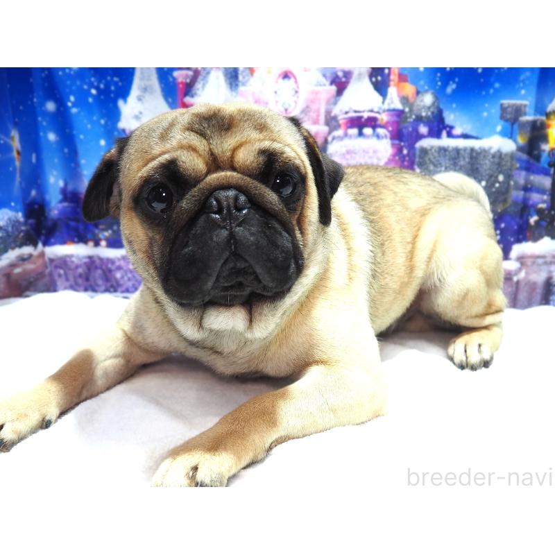 販売中の茨城県のパグ-426204の5枚目