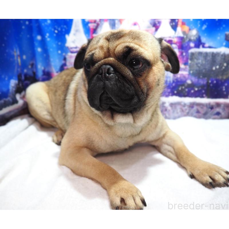 販売中の茨城県のパグ-426204の4枚目