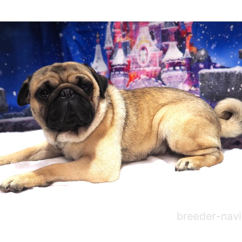 販売中の茨城県のパグ-426204の3枚目