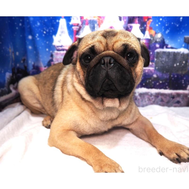 販売中の茨城県のパグ-426204の2枚目