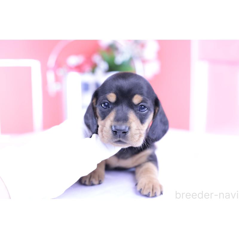 販売中の愛知県のカニンヘンダックスフンド(スムースヘアード)-426205の9枚目