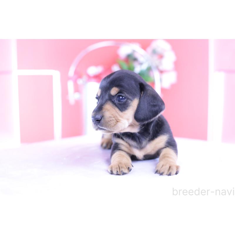 販売中の愛知県のカニンヘンダックスフンド(スムースヘアード)-426205の8枚目