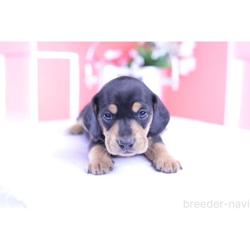 販売中の愛知県のカニンヘンダックスフンド(スムースヘアード)-426205の7枚目