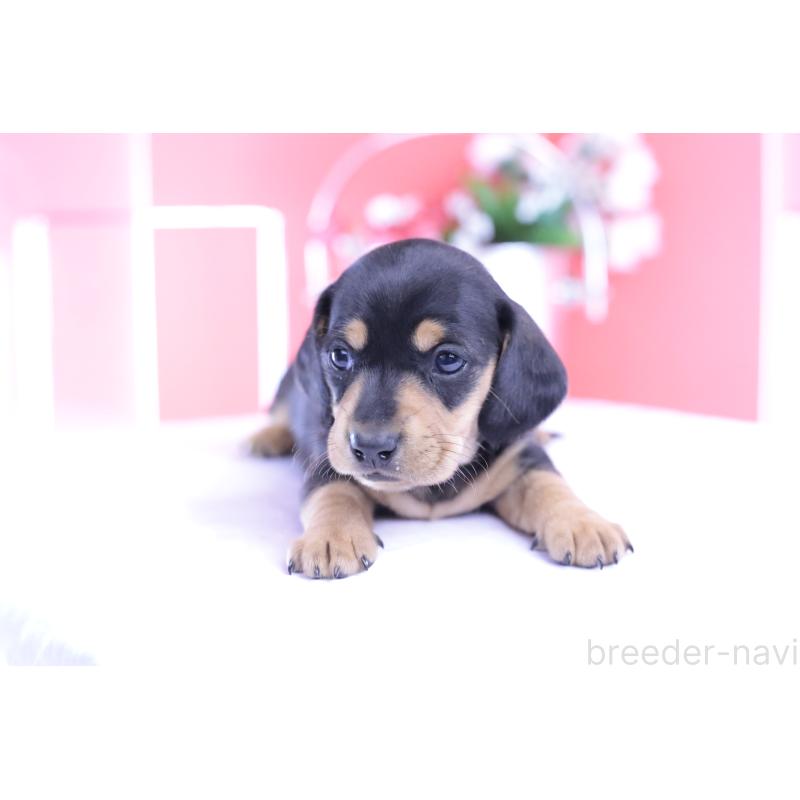 販売中の愛知県のカニンヘンダックスフンド(スムースヘアード)-426205の6枚目