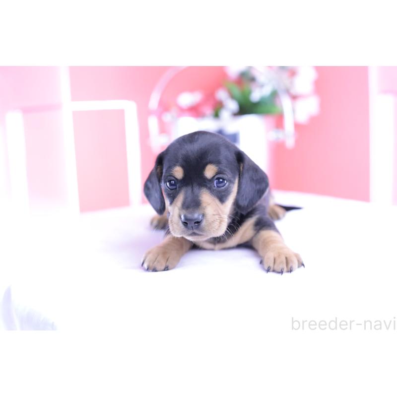 販売中の愛知県のカニンヘンダックスフンド(スムースヘアード)-426205の5枚目