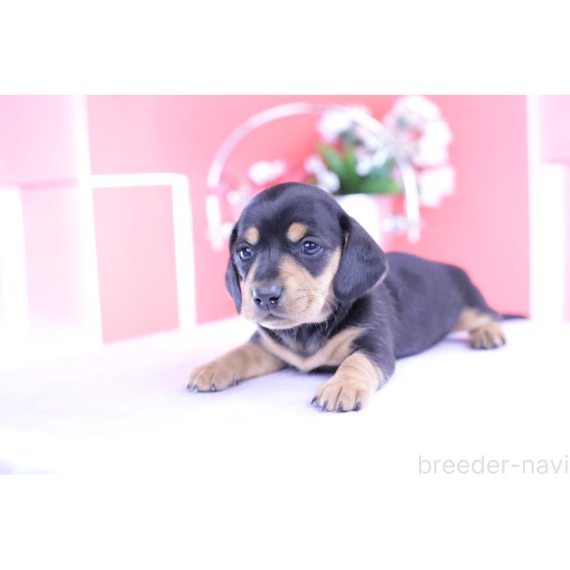 販売中の愛知県のカニンヘンダックスフンド(スムースヘアード)-426205の4枚目