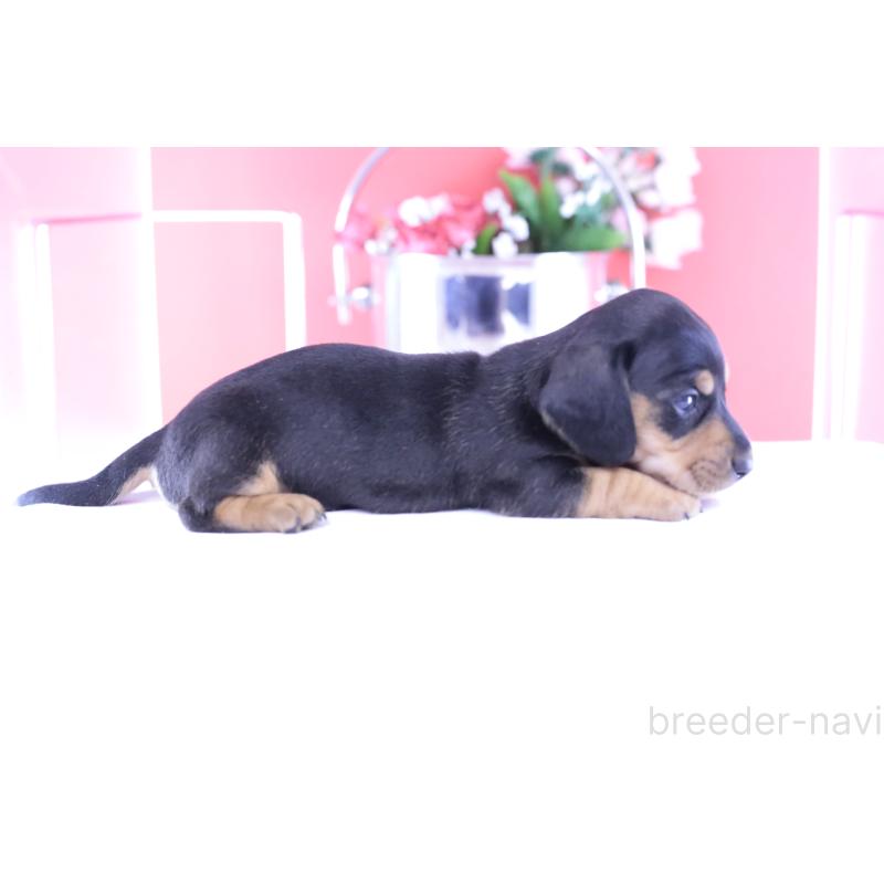 販売中の愛知県のカニンヘンダックスフンド(スムースヘアード)-426205の3枚目