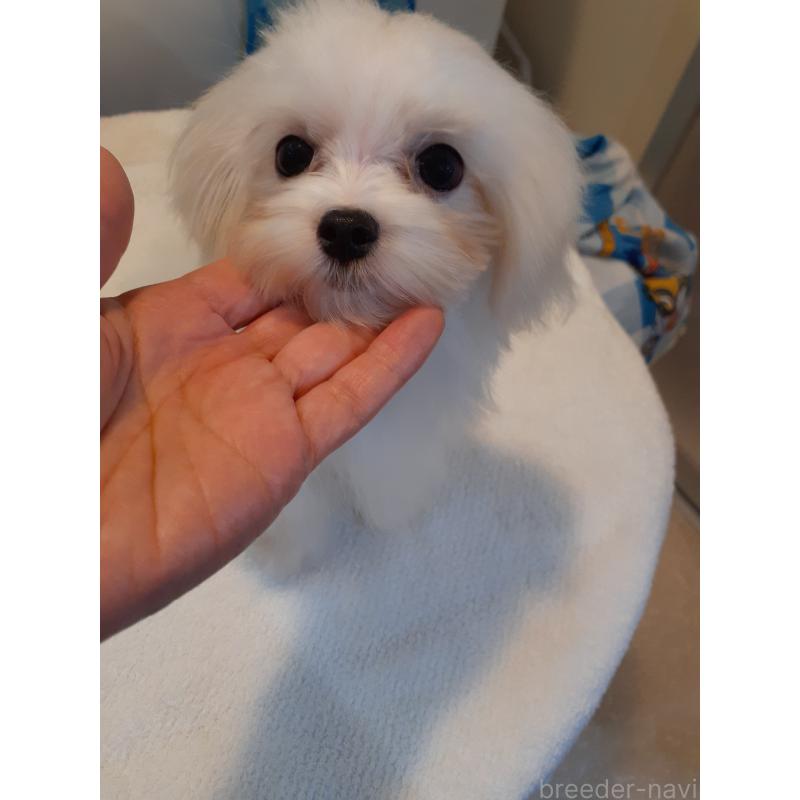 販売中の熊本県のマルチーズ-426207の5枚目