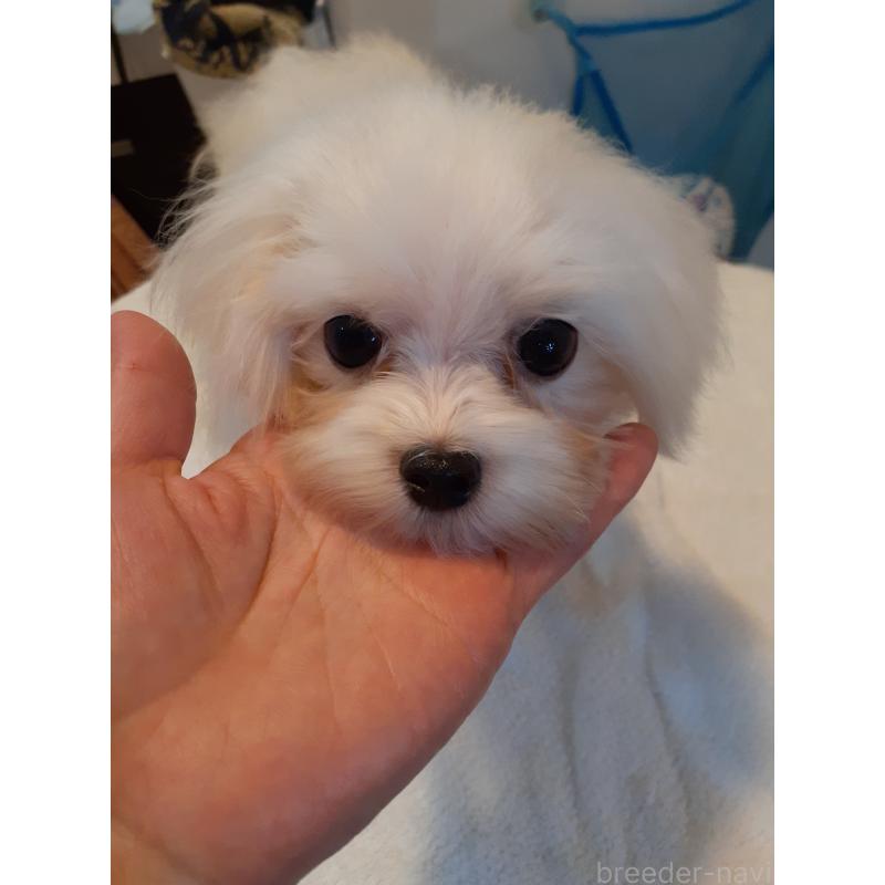 販売中の熊本県のマルチーズ-426207の4枚目