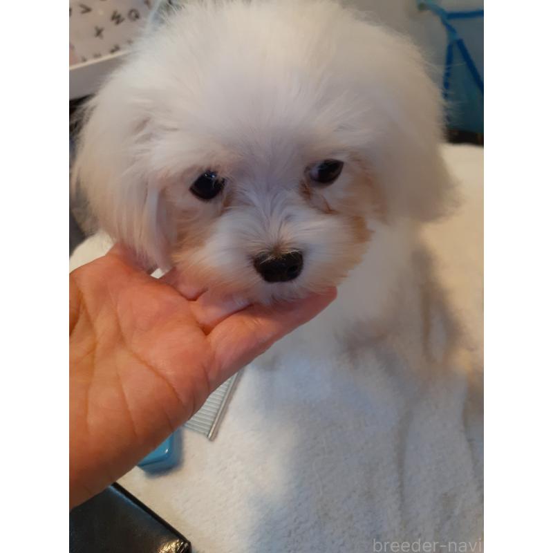 販売中の熊本県のマルチーズ-426207の3枚目