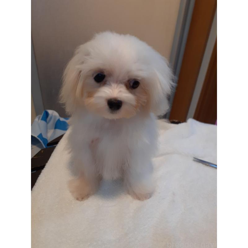 販売中の熊本県のマルチーズ-426207の2枚目