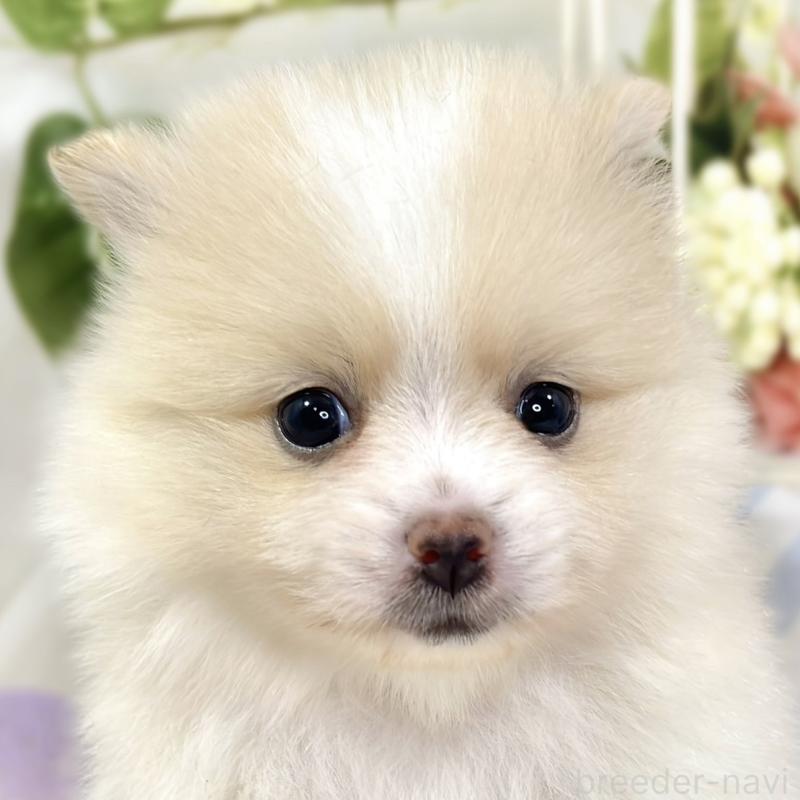 販売中の滋賀県のポメラニアン-426208