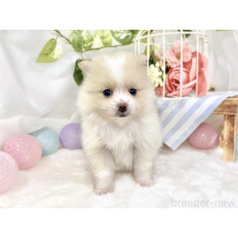 販売中の滋賀県のポメラニアン-426208の4枚目