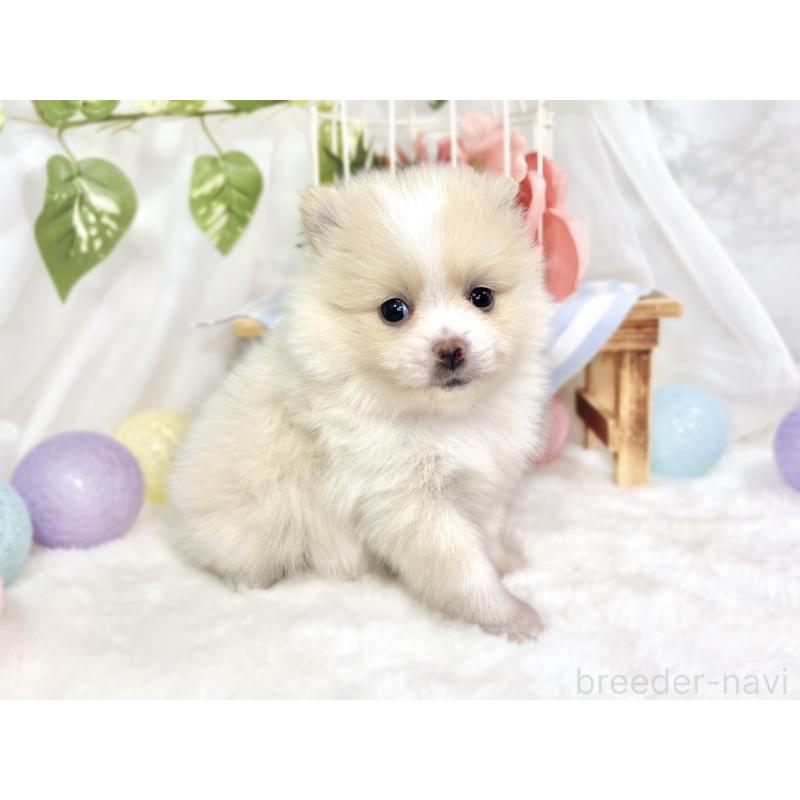 販売中の滋賀県のポメラニアン-426208の3枚目