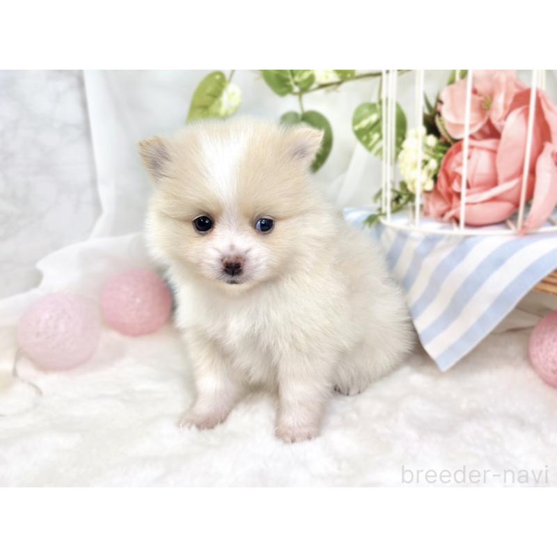 販売中の滋賀県のポメラニアン-426208の2枚目