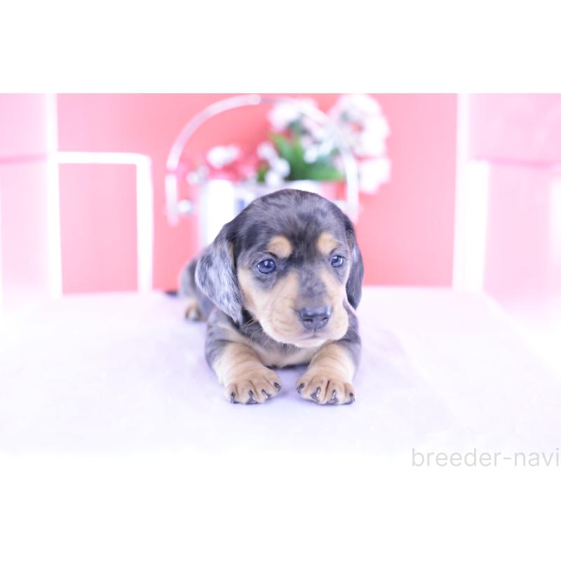 販売中の愛知県のカニンヘンダックスフンド(スムースヘアード)-426209の9枚目