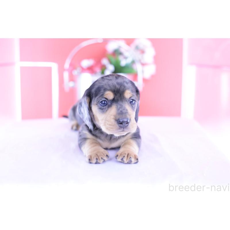 販売中の愛知県のカニンヘンダックスフンド(スムースヘアード)-426209の8枚目