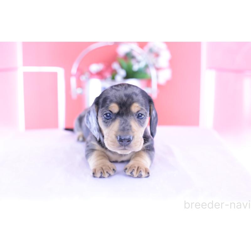 販売中の愛知県のカニンヘンダックスフンド(スムースヘアード)-426209の7枚目