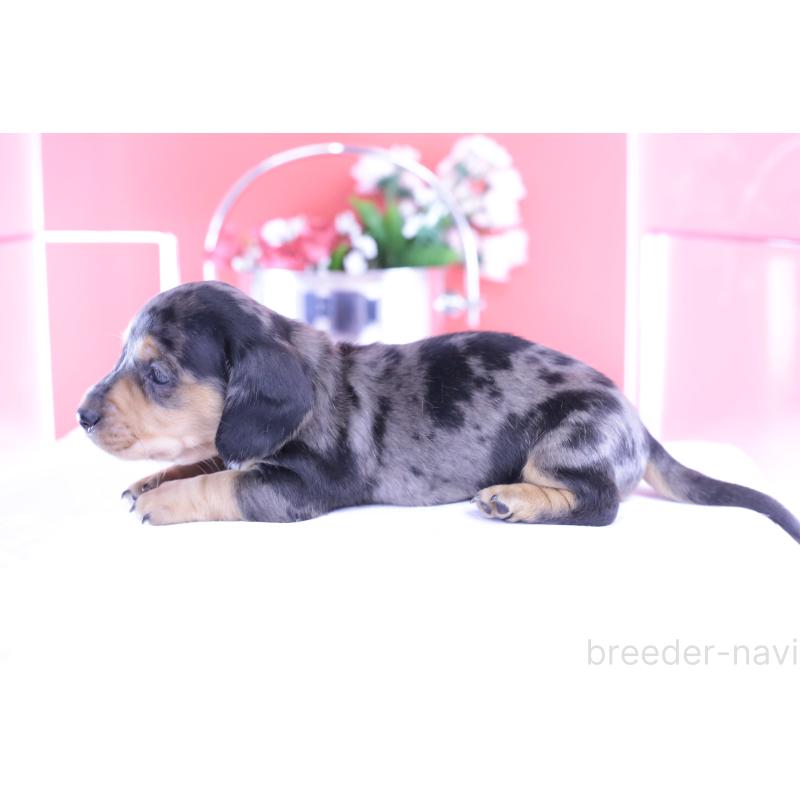 販売中の愛知県のカニンヘンダックスフンド(スムースヘアード)-426209の5枚目