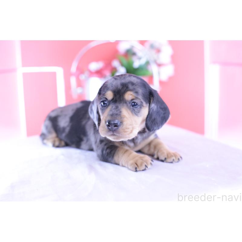 販売中の愛知県のカニンヘンダックスフンド(スムースヘアード)-426209の3枚目