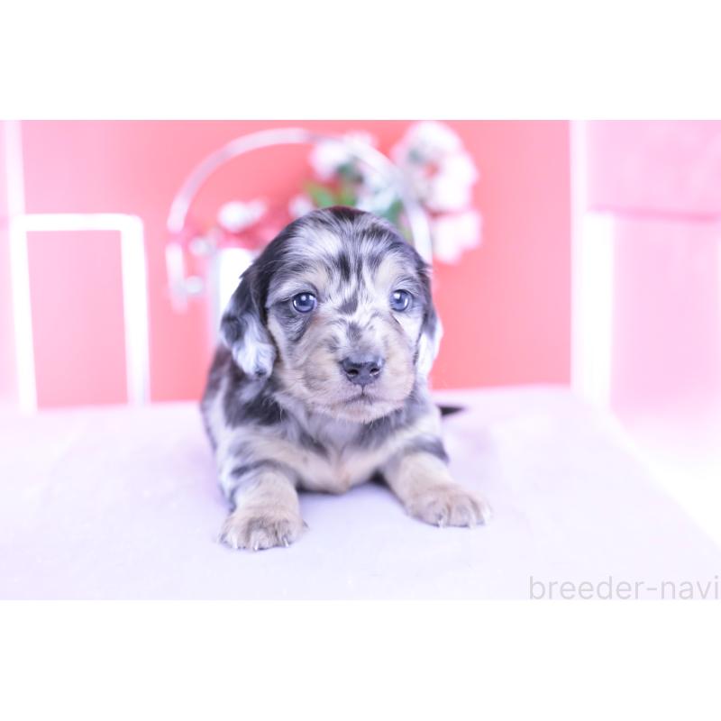 販売中の愛知県のカニンヘンダックスフンド(ロングヘアード)-426210の9枚目