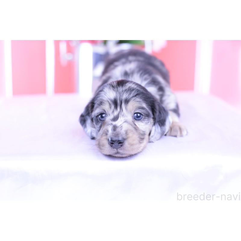 販売中の愛知県のカニンヘンダックスフンド(ロングヘアード)-426210の8枚目