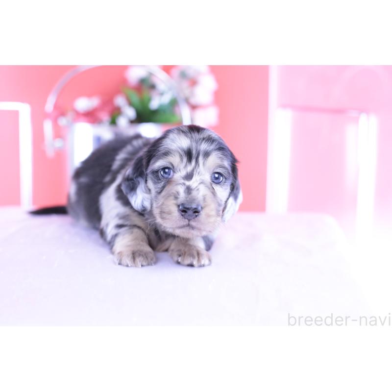 販売中の愛知県のカニンヘンダックスフンド(ロングヘアード)-426210の7枚目