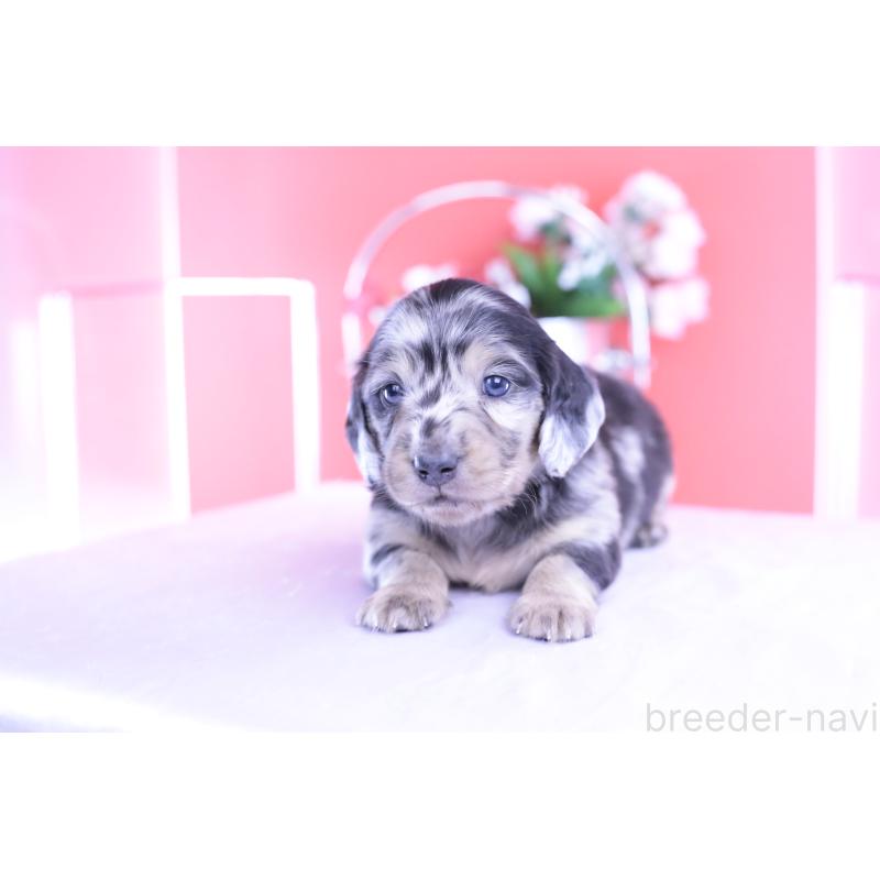 販売中の愛知県のカニンヘンダックスフンド(ロングヘアード)-426210の6枚目