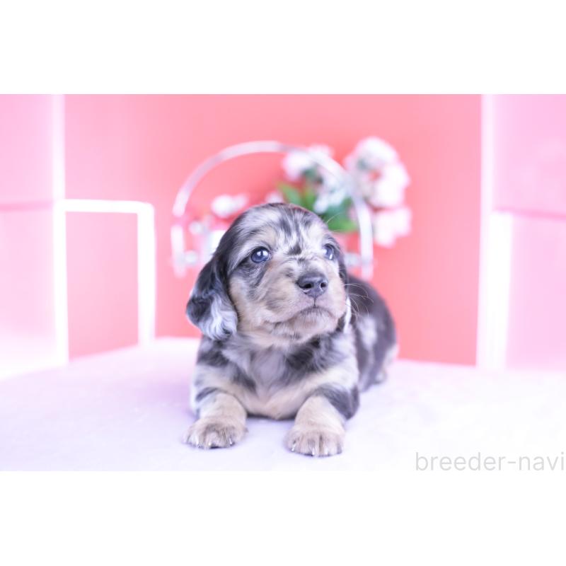 販売中の愛知県のカニンヘンダックスフンド(ロングヘアード)-426210の5枚目