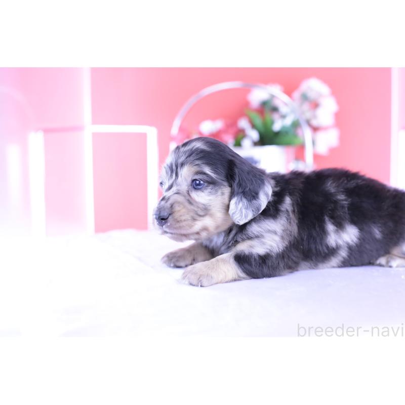 販売中の愛知県のカニンヘンダックスフンド(ロングヘアード)-426210の4枚目