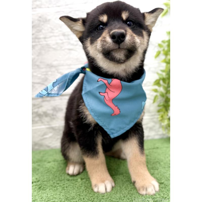 販売中の埼玉県の柴犬-417508の6枚目