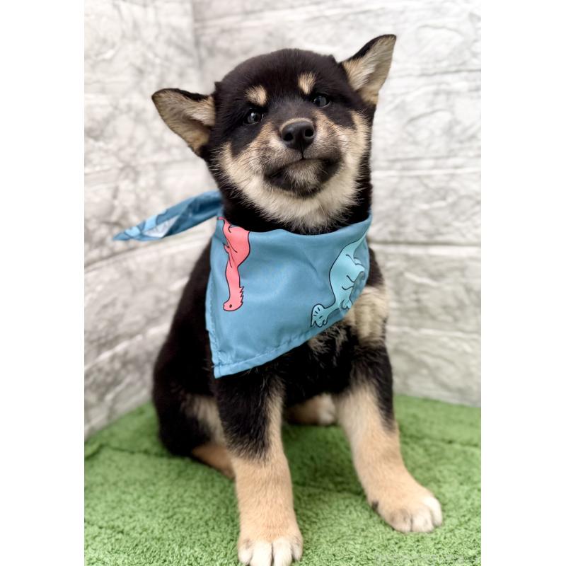 販売中の埼玉県の柴犬-417508の5枚目